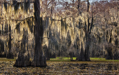 Caddo Lake 04