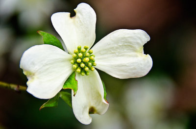 Dogwood 04