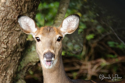 Block Island Deer 02.jpg