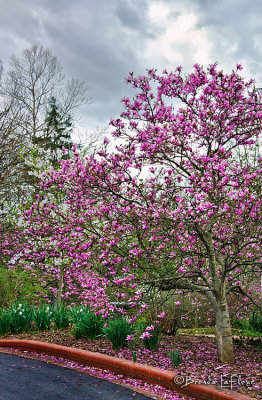 Biltmore Blooms 04.jpg