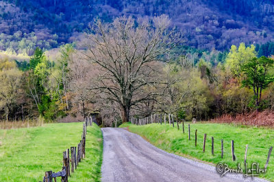 Cades Cove 008.jpg