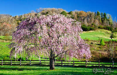 Flowering Wisteria.jpg