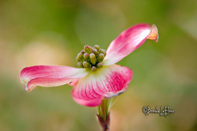 Pink Dogwood 01.jpg