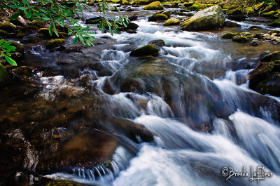 SMNP Stream 07 Tremont Area.jpg