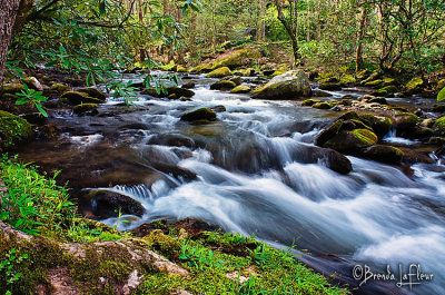 SMNP Stream 09.jpg