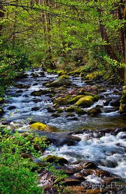 SMNP Stream 12 Roaring Fork Area.jpg