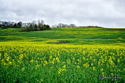 Tennessee Field.jpg