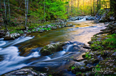 SMNP Stream 01 Tremont Area.jpg