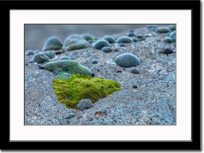 Moss Growth on Boulder