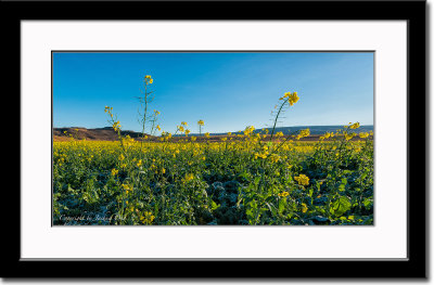 Rapeseed or Mustard Field