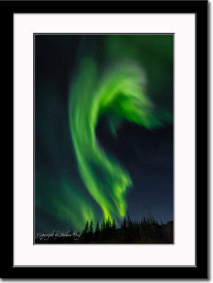 Aurora Borealis 4 - Appearing Like Forest Fire