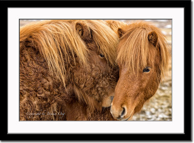 Cuddly Icelandic horses