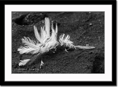 Remains of a seagull