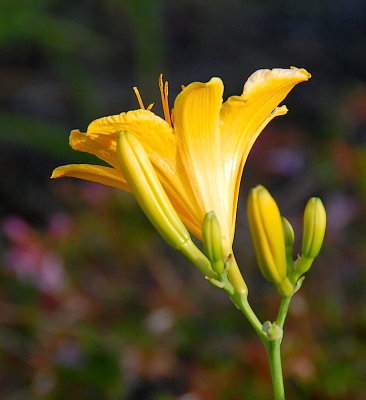 6.2.15 local flower D40.JPG