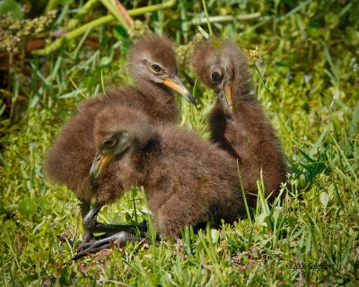 birds_of_florida