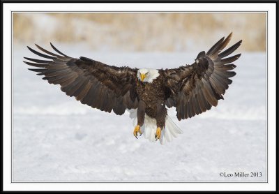 Bald Eagles