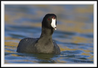 American Coot