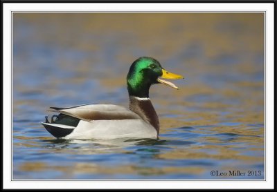 Mallard