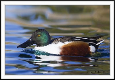 Northern Shoveler