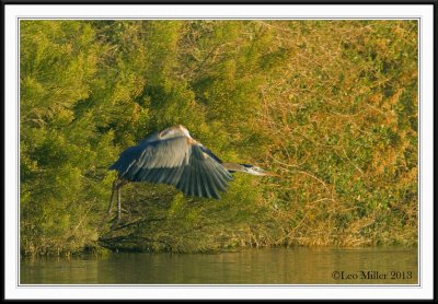 Great Blue Heron