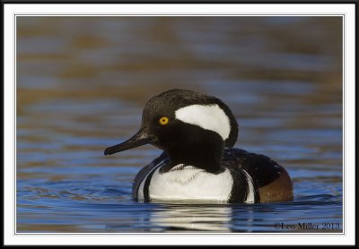 Hooded Mergansers