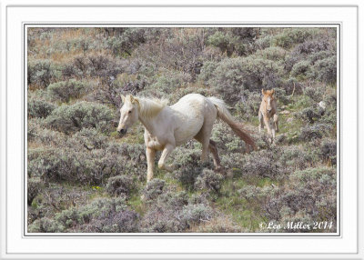 Wild Horses - Wyoming