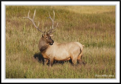 yellowstone_2014