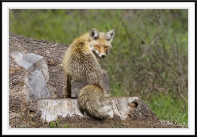 Teton Wildlife