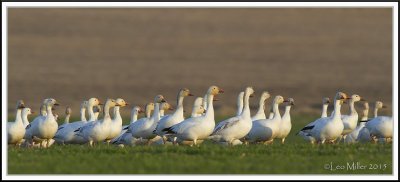 Snow Geese