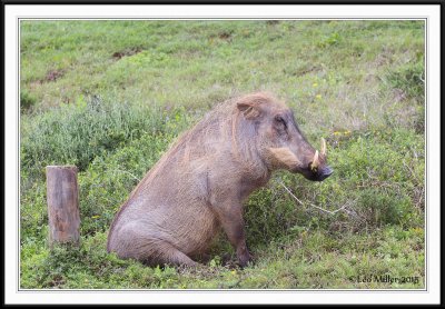 Addo Elephant National Park