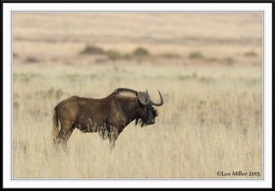 Mountain Zebra National Park