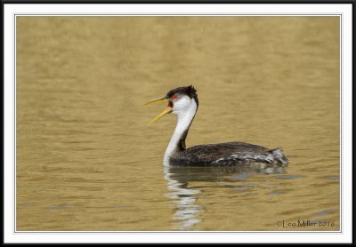 Grebes