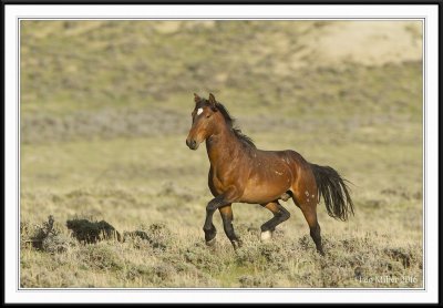 Wild Horses - Wyoming