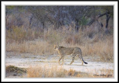 Kruger National Park, South Africa