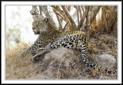 Kruger National Park, South Africa