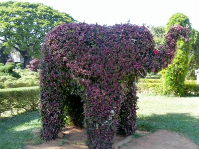 Pachyderm topiary