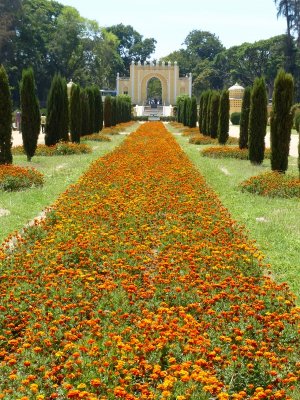 Marigold path