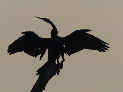 Silhouetted Darter