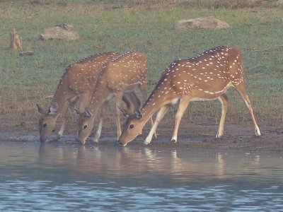 Spotted deer drinking at the lakeside