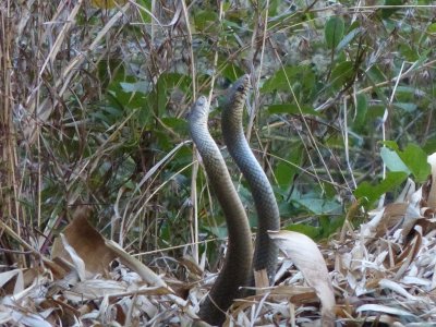 Courting Indian Rat Snakes 