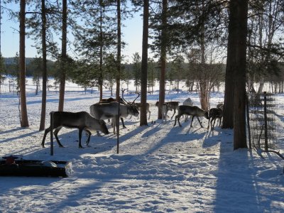 Reindeer farm