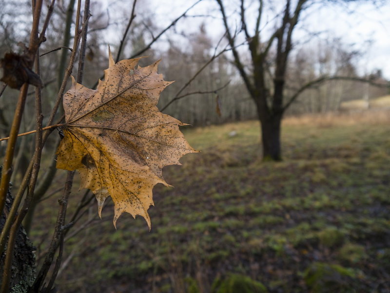 Fgelsngen Naturreservat