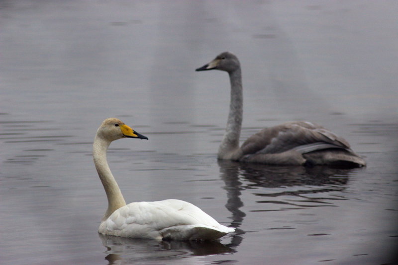 Sngsvan (Cygnus cygnus)