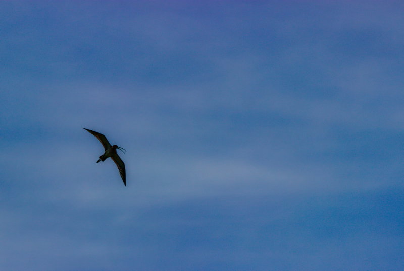 Storspov Numenius arquata Eurasian Curlew