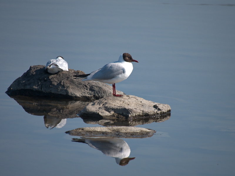 Skrattmås, Larus ridibundus, Black-headed Gull