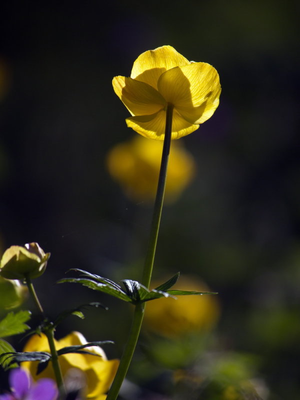Smörboll, Trollius europaeus L.