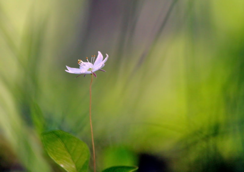Skogsstjärna, Trientalis europaea L.
