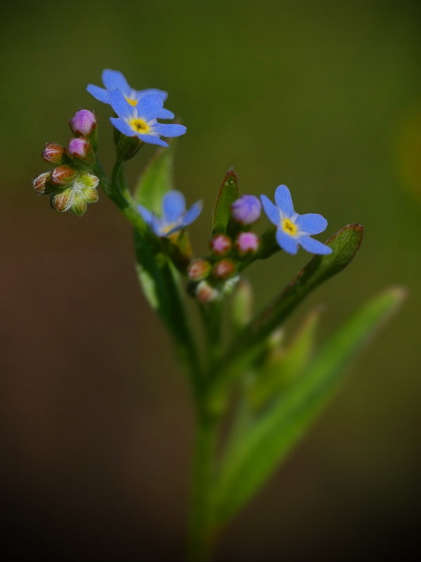 Åkerförgätmigej, Myosotis arvensis.
