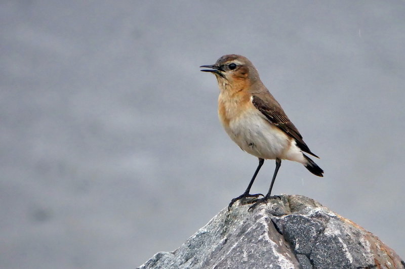 Stenskvätta, Oenanthe oenanthe, Northern Wheatear