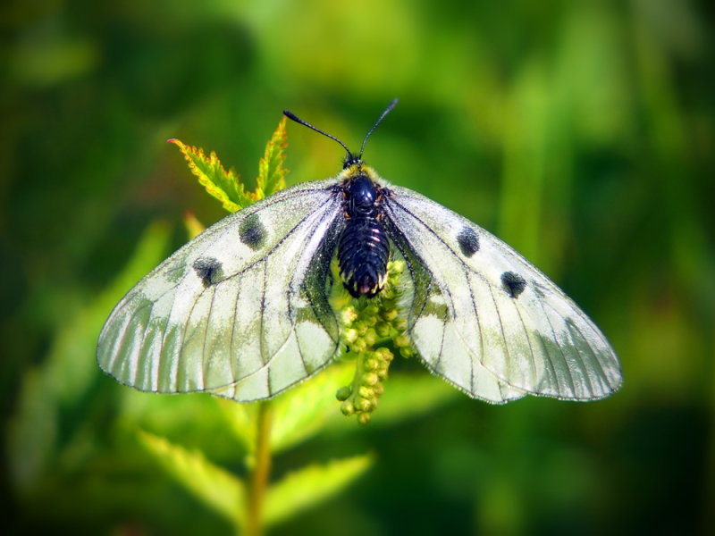 Mnemosynefjäril eller Liten apollofjäril, (Parnassius mnemosyne)